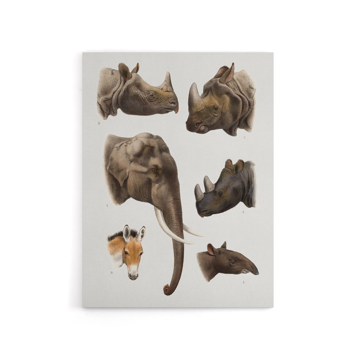 Animals Vintage Illustration Lydekker Canvas Wall Art Print