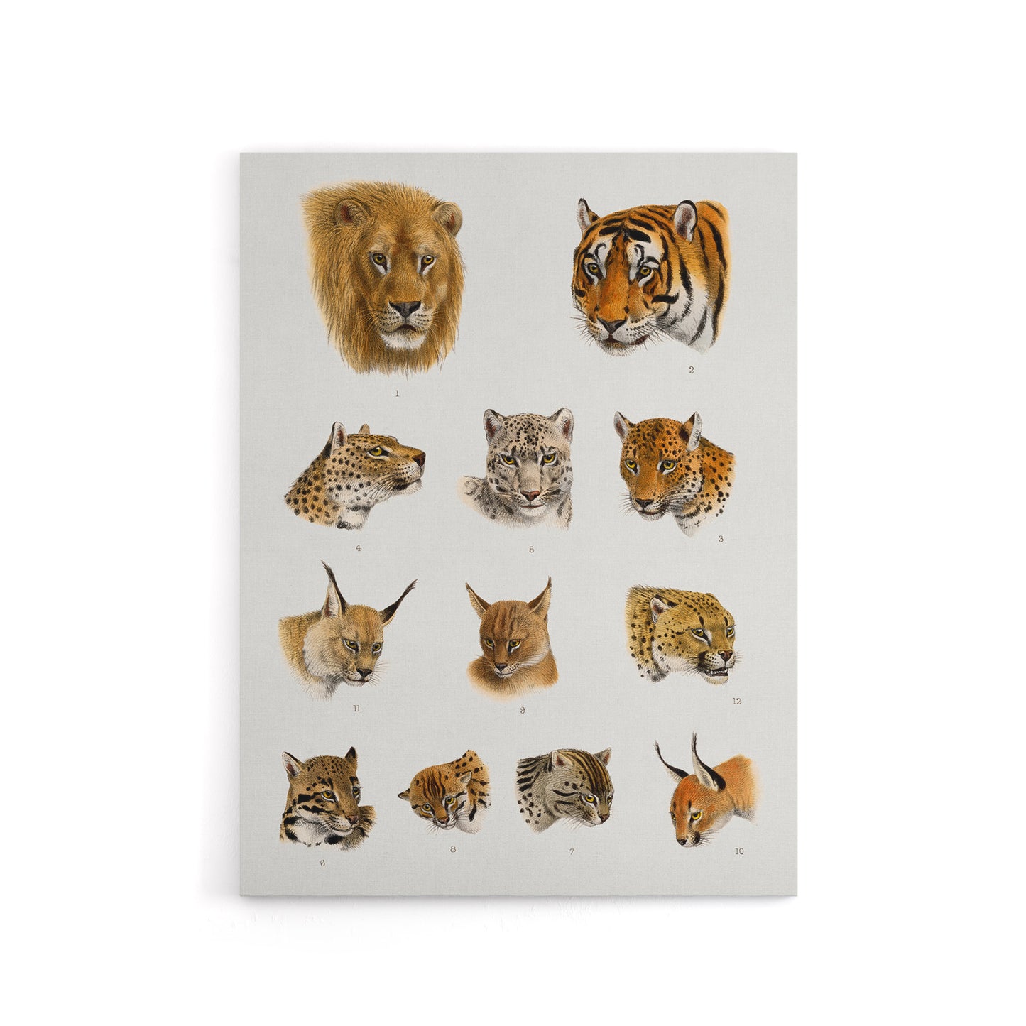 Wild Animal Safari Big Cats Illustration Lydekker Canvas Wall Art