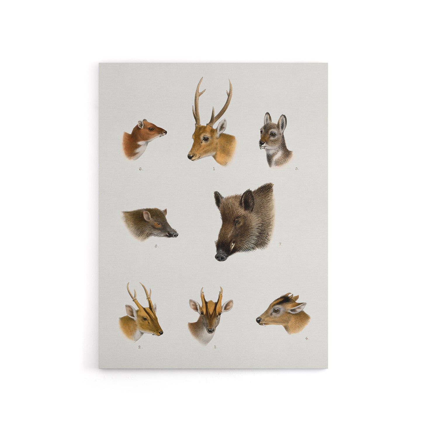 Wildlife Animals Vintage Illustration Lydekker Canvas Wall Art