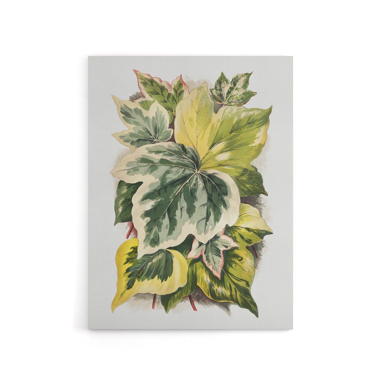 Ivy Leaf Variations Vintage Botanical Hibberd Canvas Wall Art