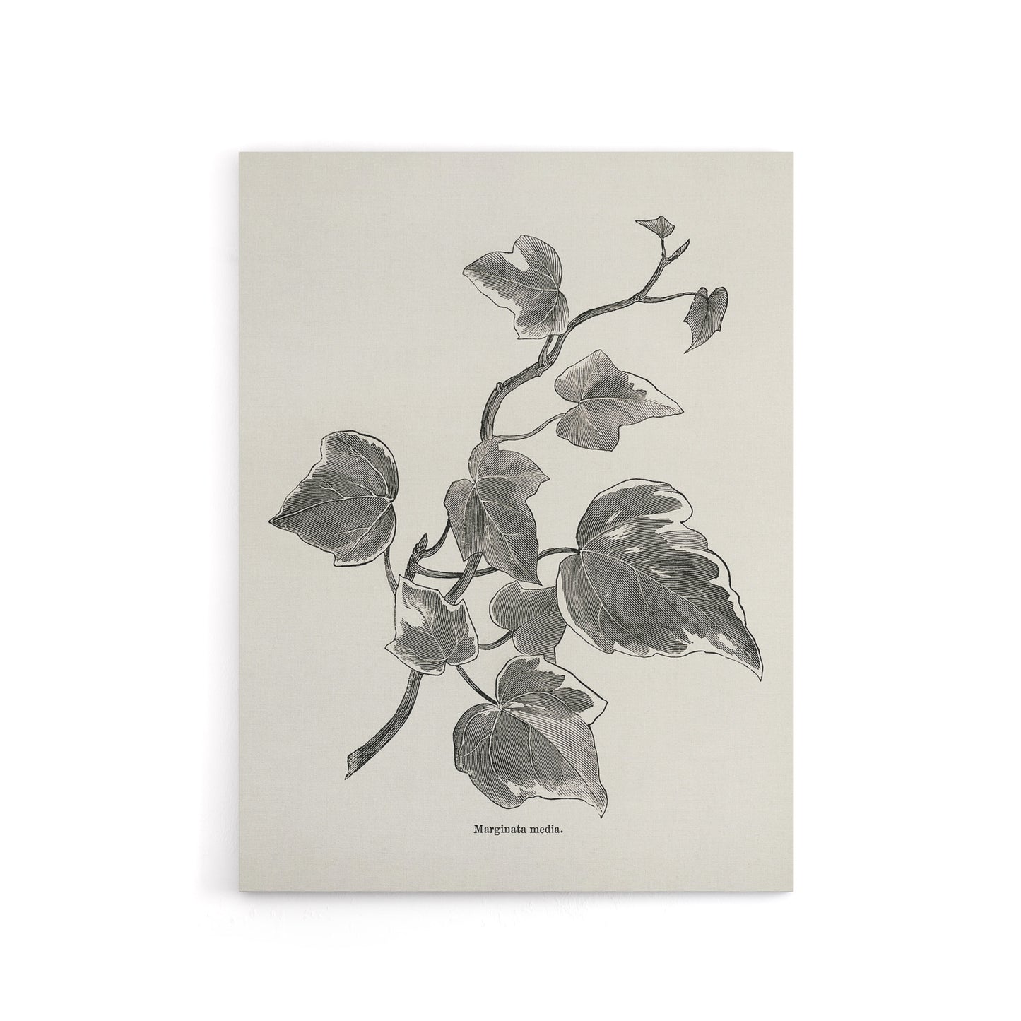 Vintage Botanical Marginata Ivy Hibberd Canvas Wall Art