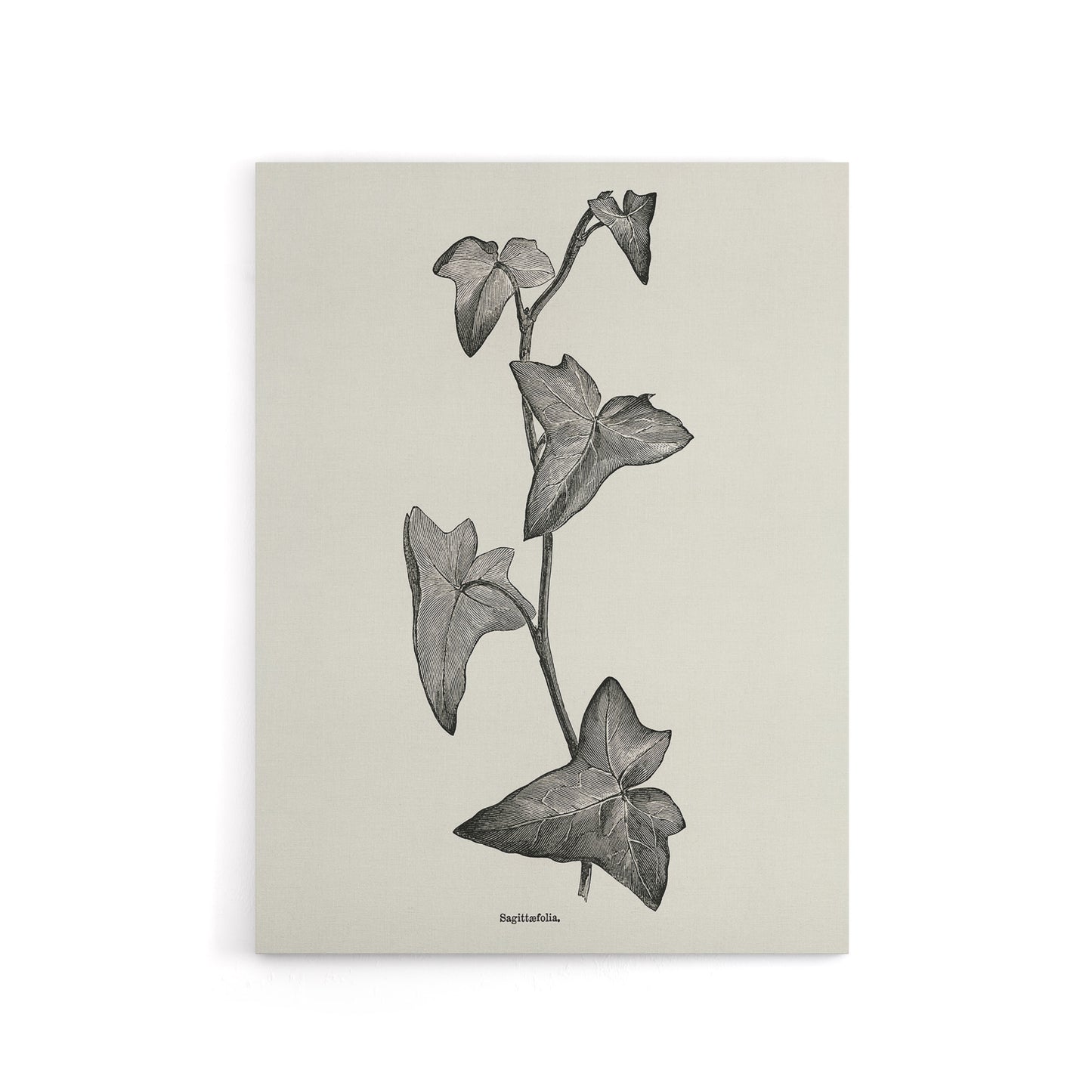 Vintage Botanical Sagittifolia Ivy Hibberd Canvas Wall Art