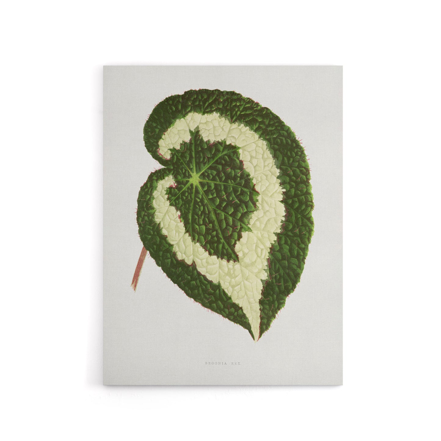 AF Lydon Benjamin Fawcett Begonia Red Leaf Canvas Wall Art Print