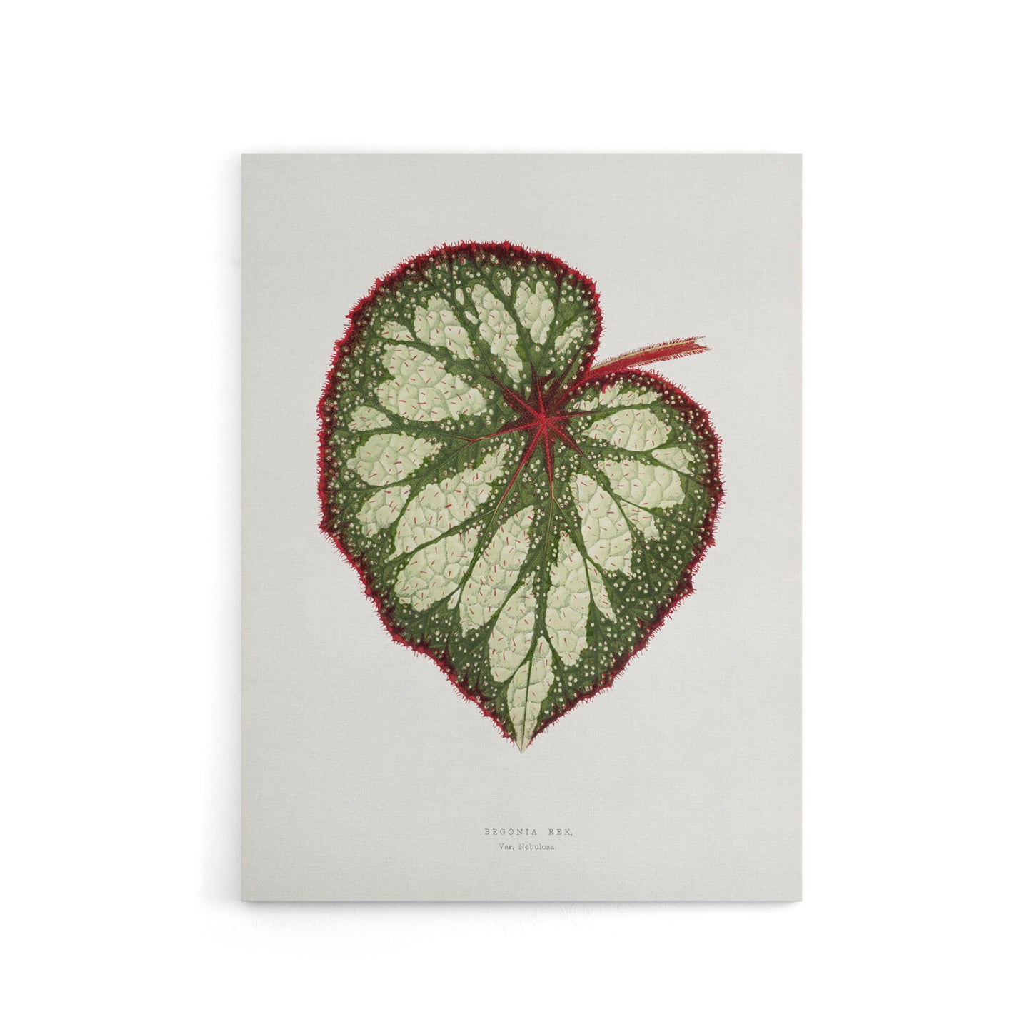AF Lydon Benjamin Fawcett Begonia Rex Leaf Canvas Wall Art Print
