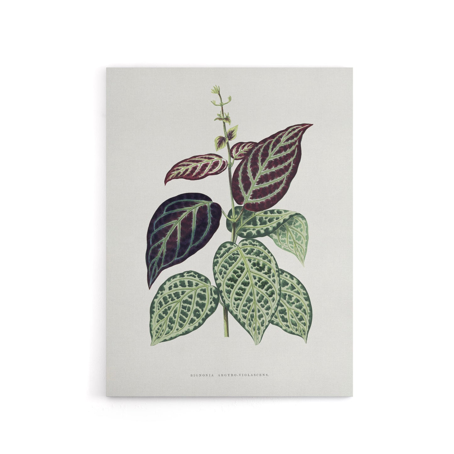 AF Lydon B Fawcett Bignonia Argyro Violacea Crossvine Canvas Wall Art Print