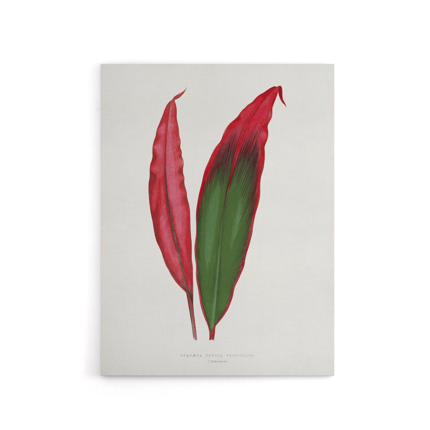 AF Lydon Benjamin Fawcett Cordyline Fruticosa Leaf Canvas Wall Art Print