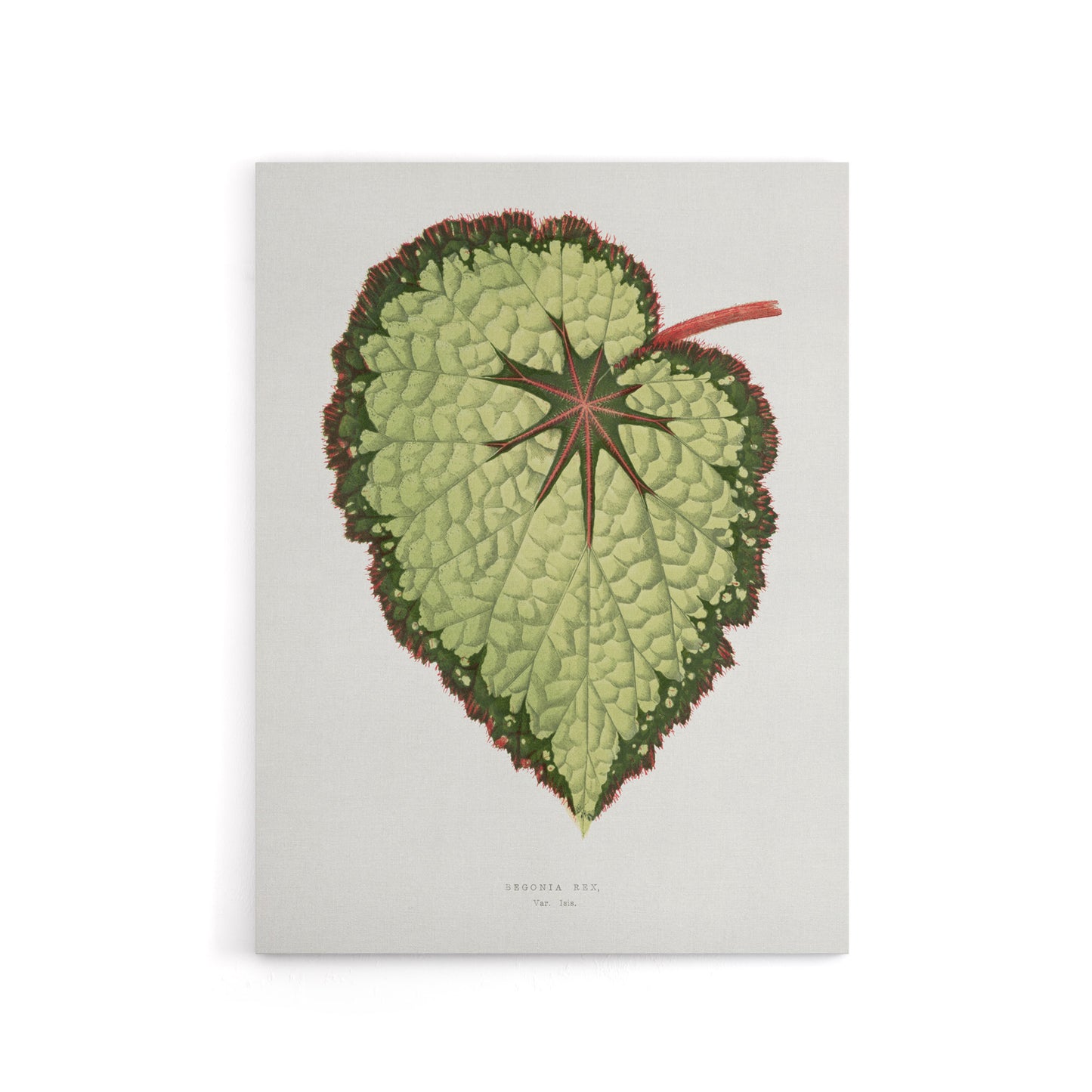 AF Lydon B Fawcett Begonia Rex Isis Variety Leaf Canvas Wall Art Print