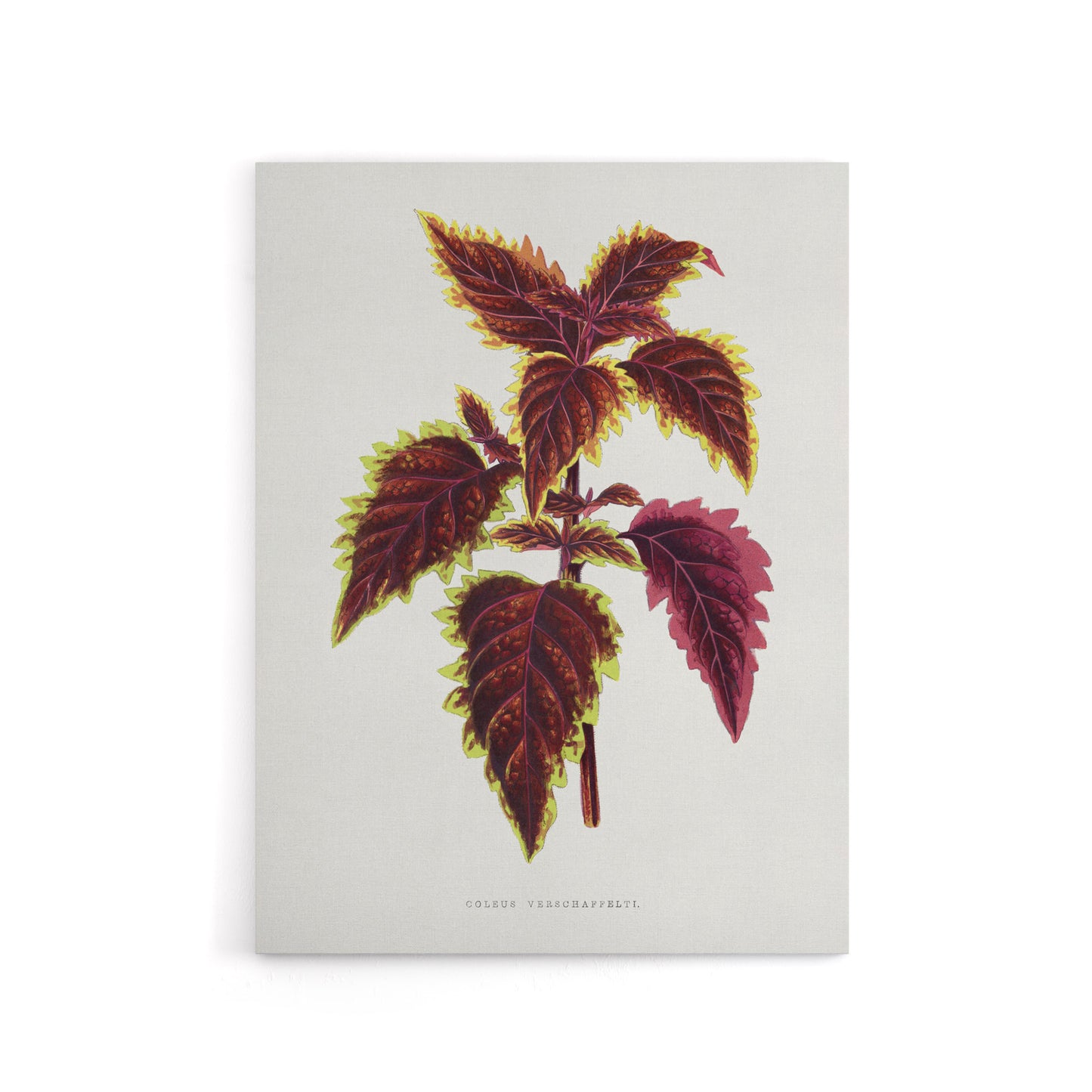 AF Lydon Benjamin Fawcett Red Coleus Plant Leaf Canvas Wall Art Print