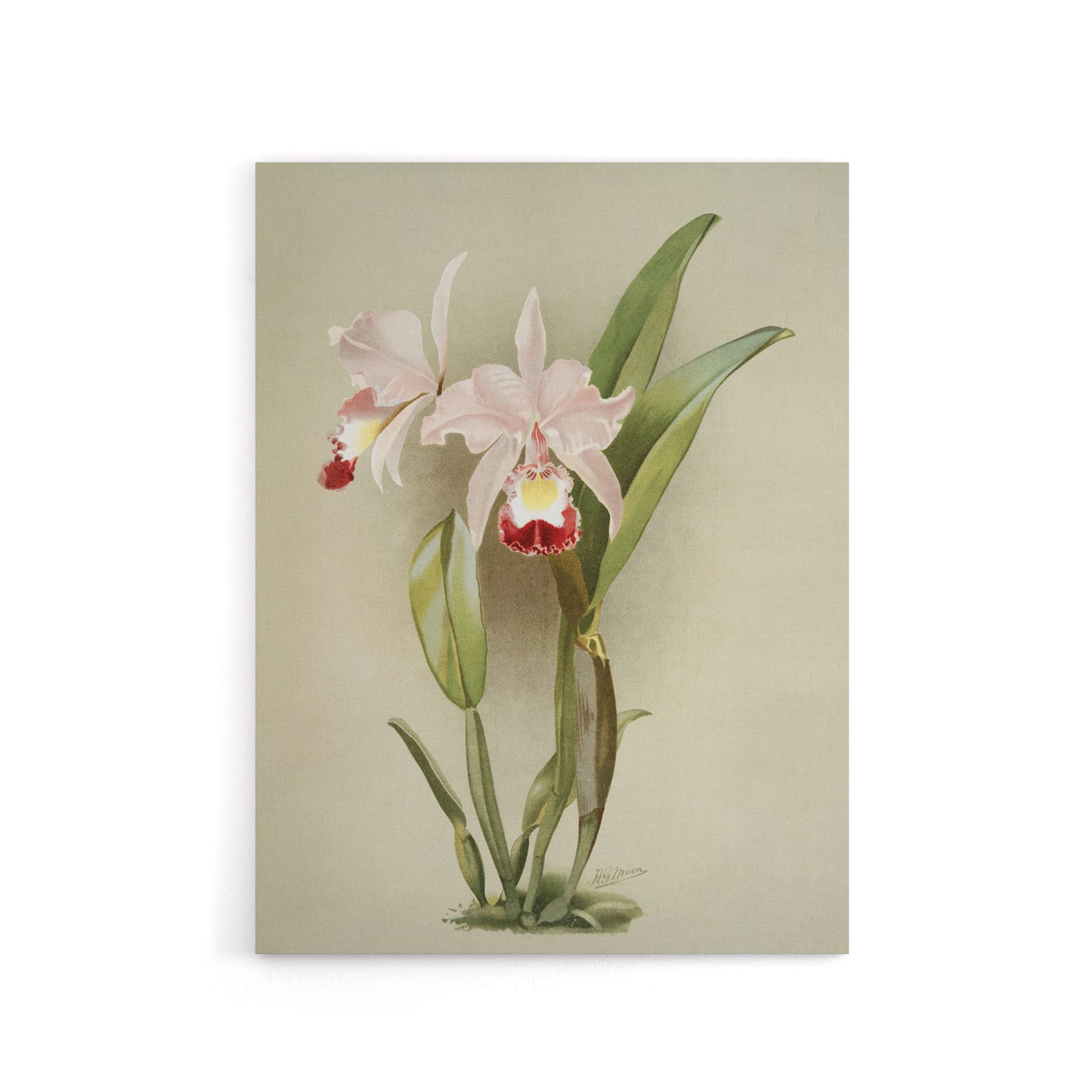 F Sander Cattleya Ballantiniana Orchid Flowers Canvas Wall Art Print