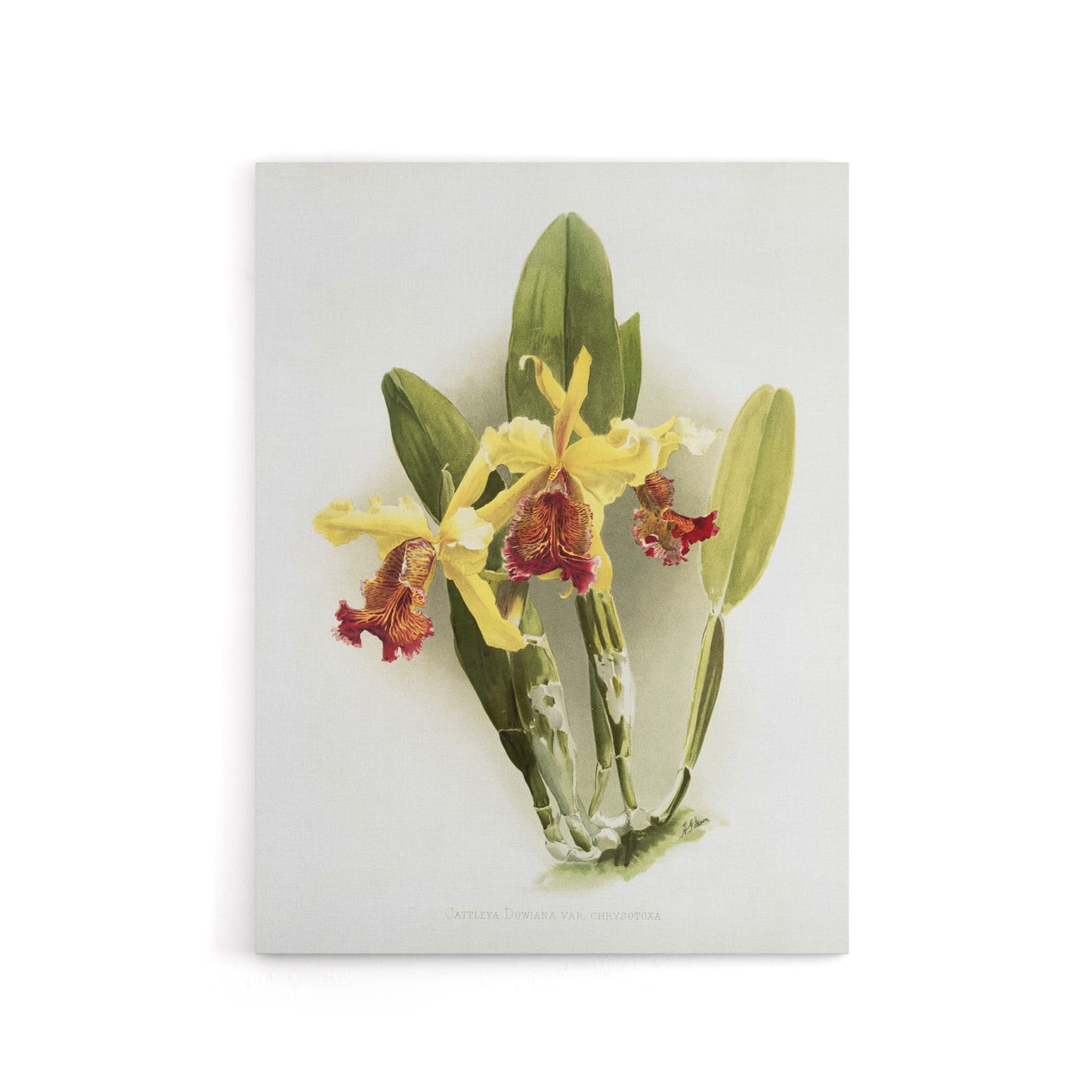 F Sander Cattleya Dowiana Var Chrysotoxum Orchid Canvas Wall Art Print