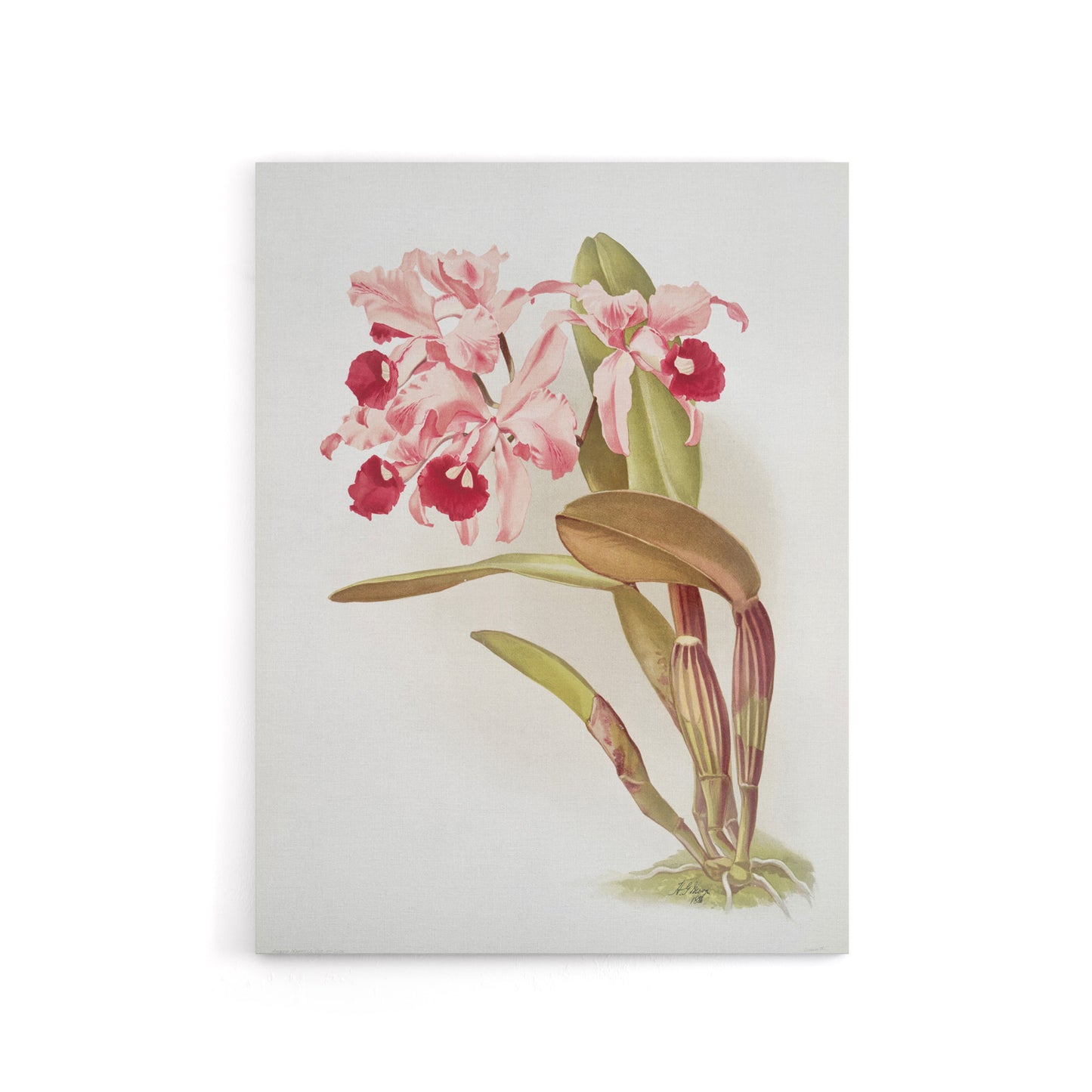Frederick Sander Cattleya Lawrenceana Orchid Flowers Canvas Wall Art Print