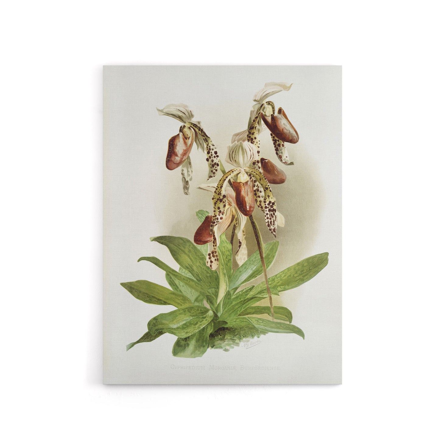 Frederick Sander Cypripedium Morganiae Orchid Flowers Canvas Wall Art Print