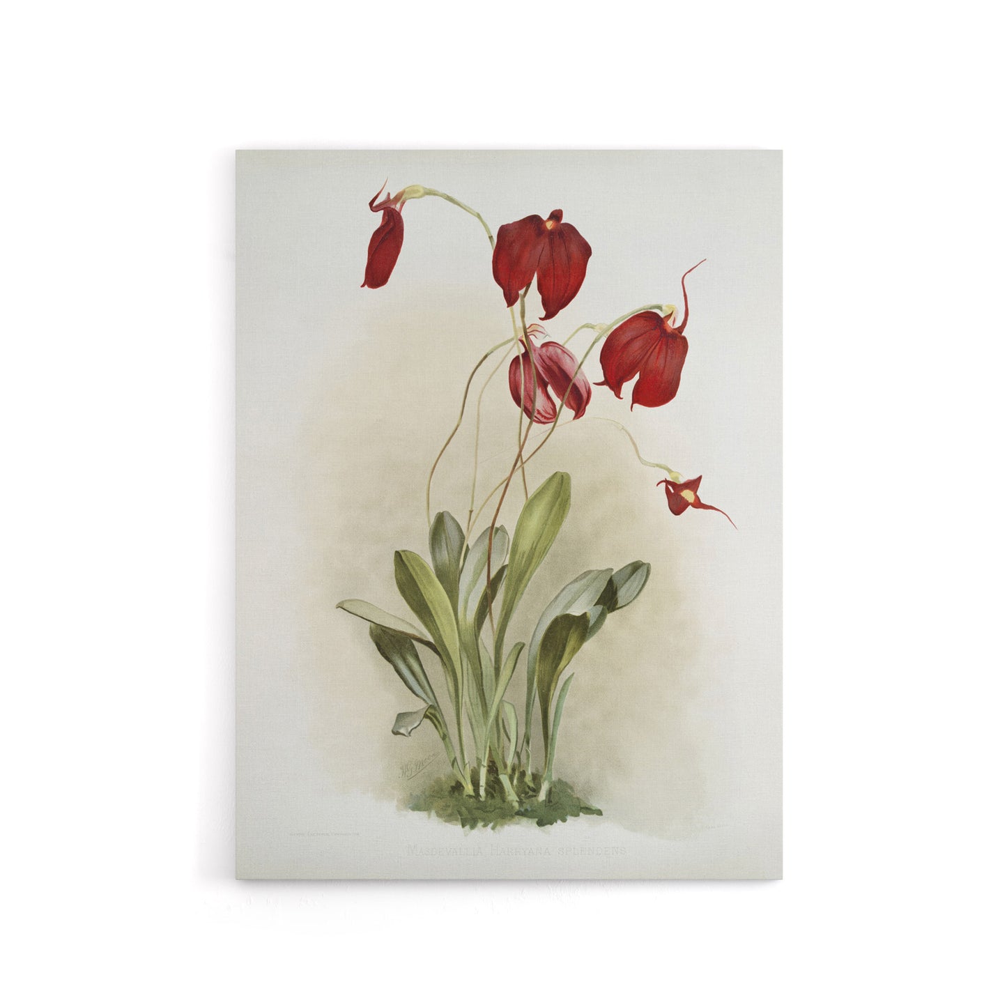 F Sander Masdevallia Harryana Splendens Orchid Canvas Wall Art Print