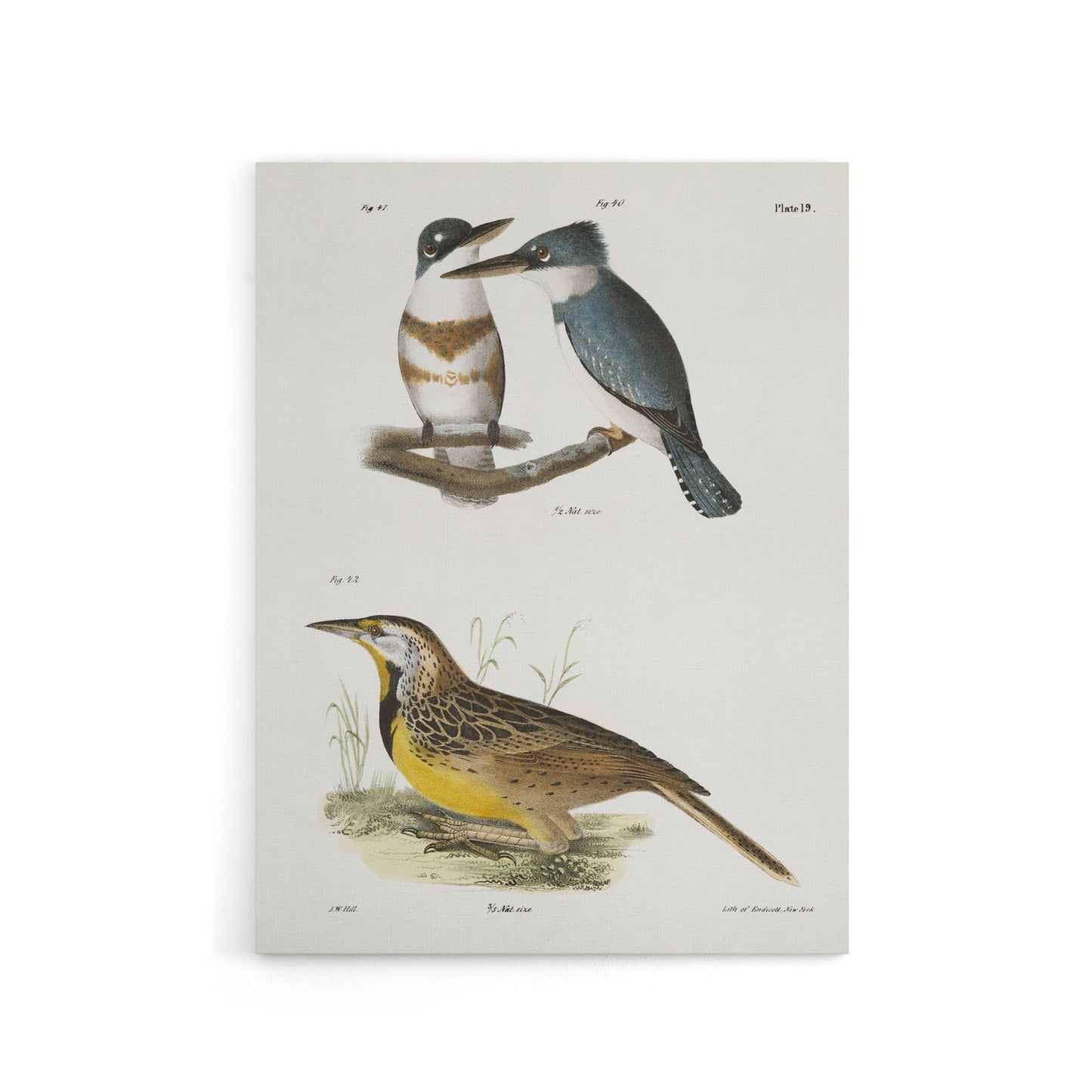 James De Kay Belted Kingfisher and Meadow Lark Canvas Wall Art Print