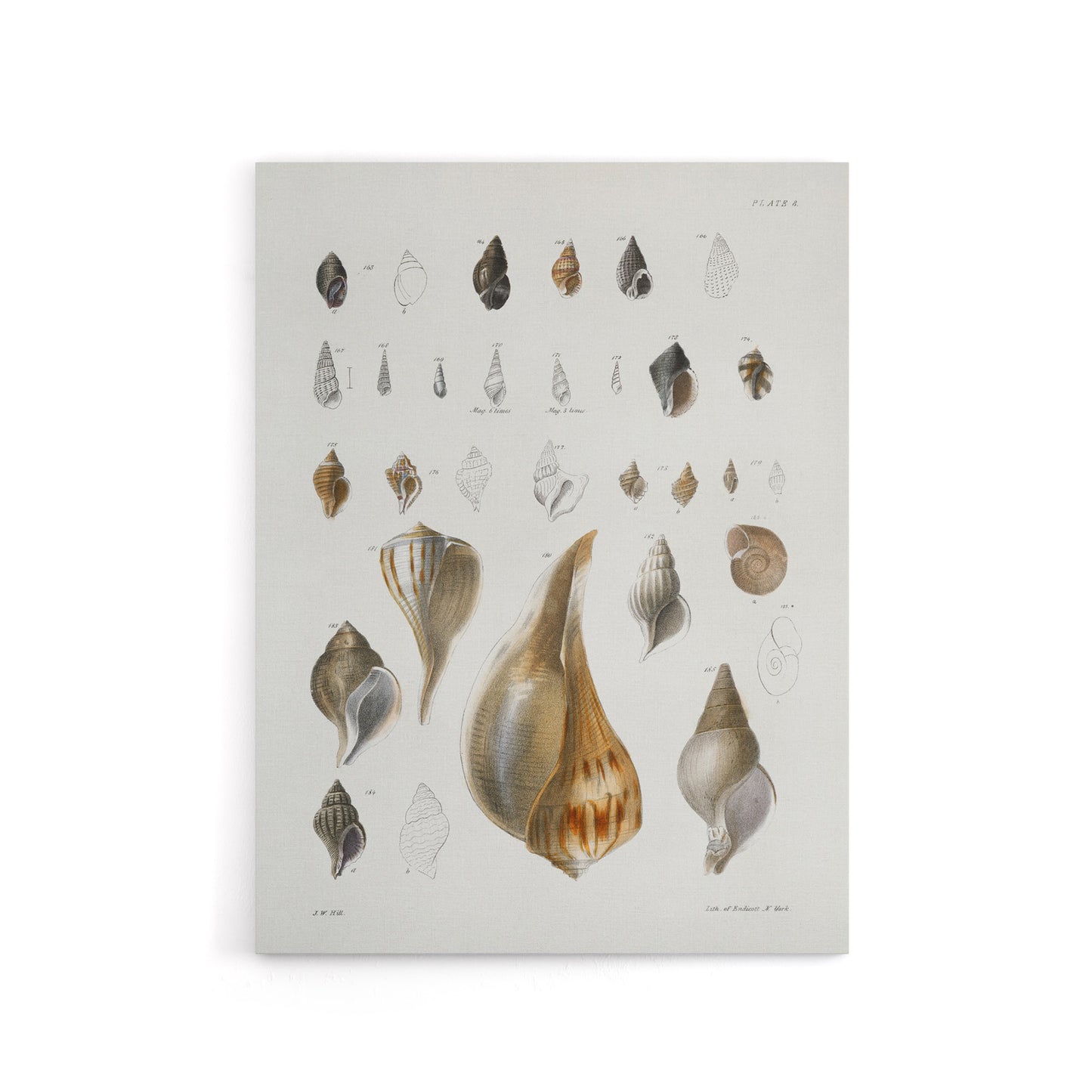 James De Kay Different Types of Sea Shells Canvas Wall Art Print