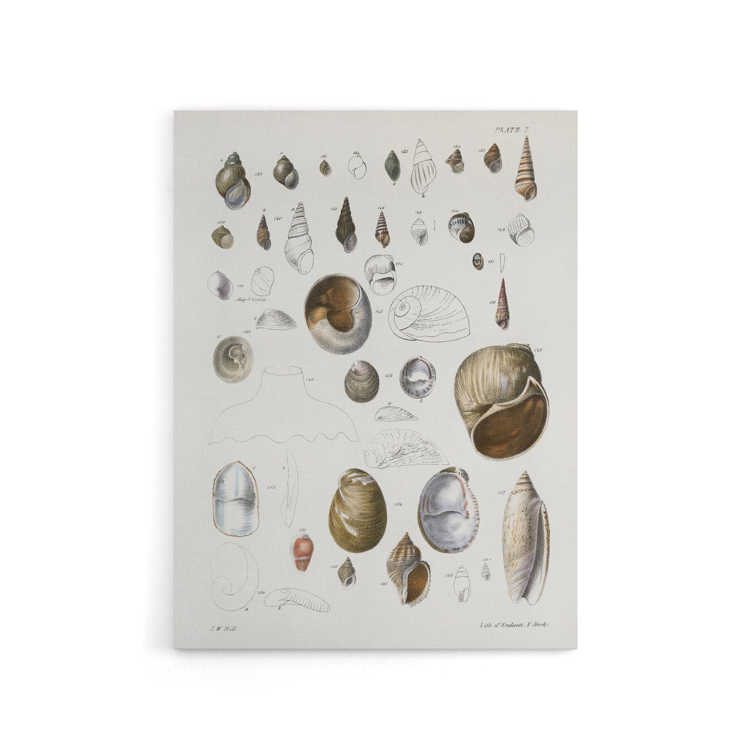 James De Kay Seashell Variety Illustration Canvas Wall Art Print