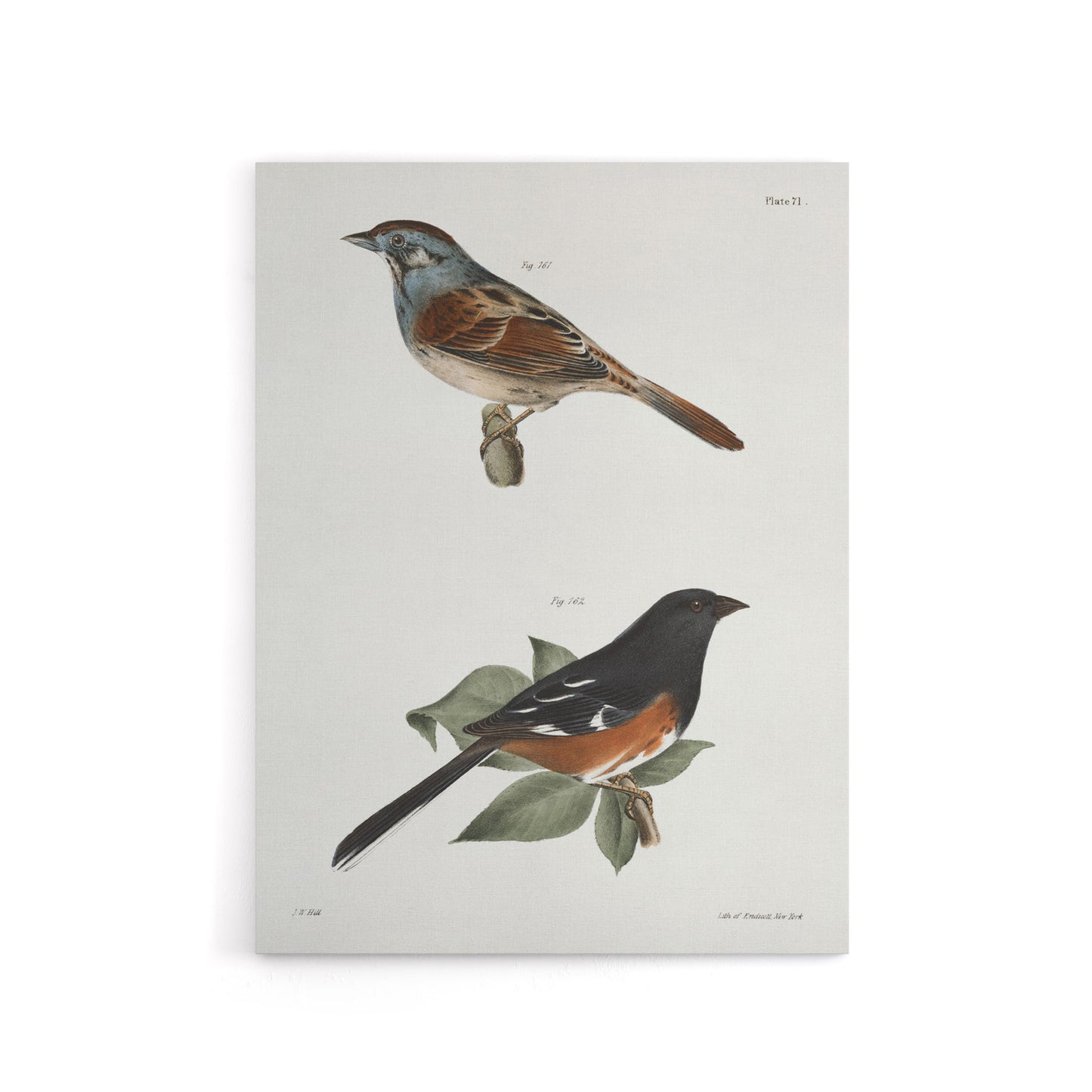 James Ellsworth De Kay Swamp Finch and Chewink Canvas Wall Art Print
