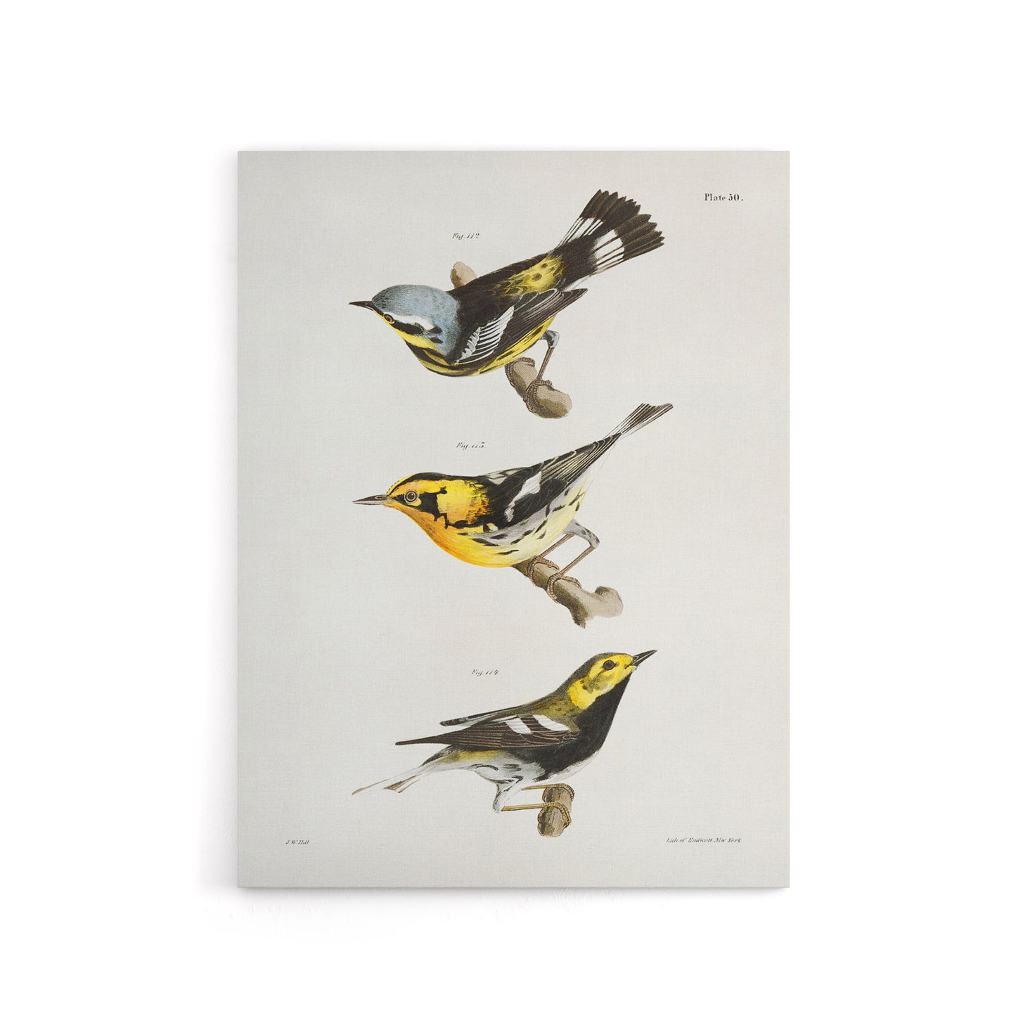 James Ellsworth De Kay Trio of Warbler Birds Canvas Wall Art Print