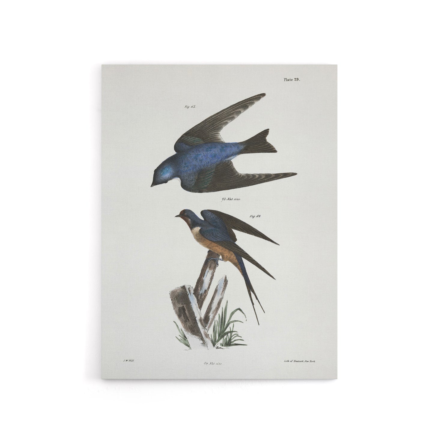 James De Kay White Bellied and Barn Swallow Canvas Wall Art Print