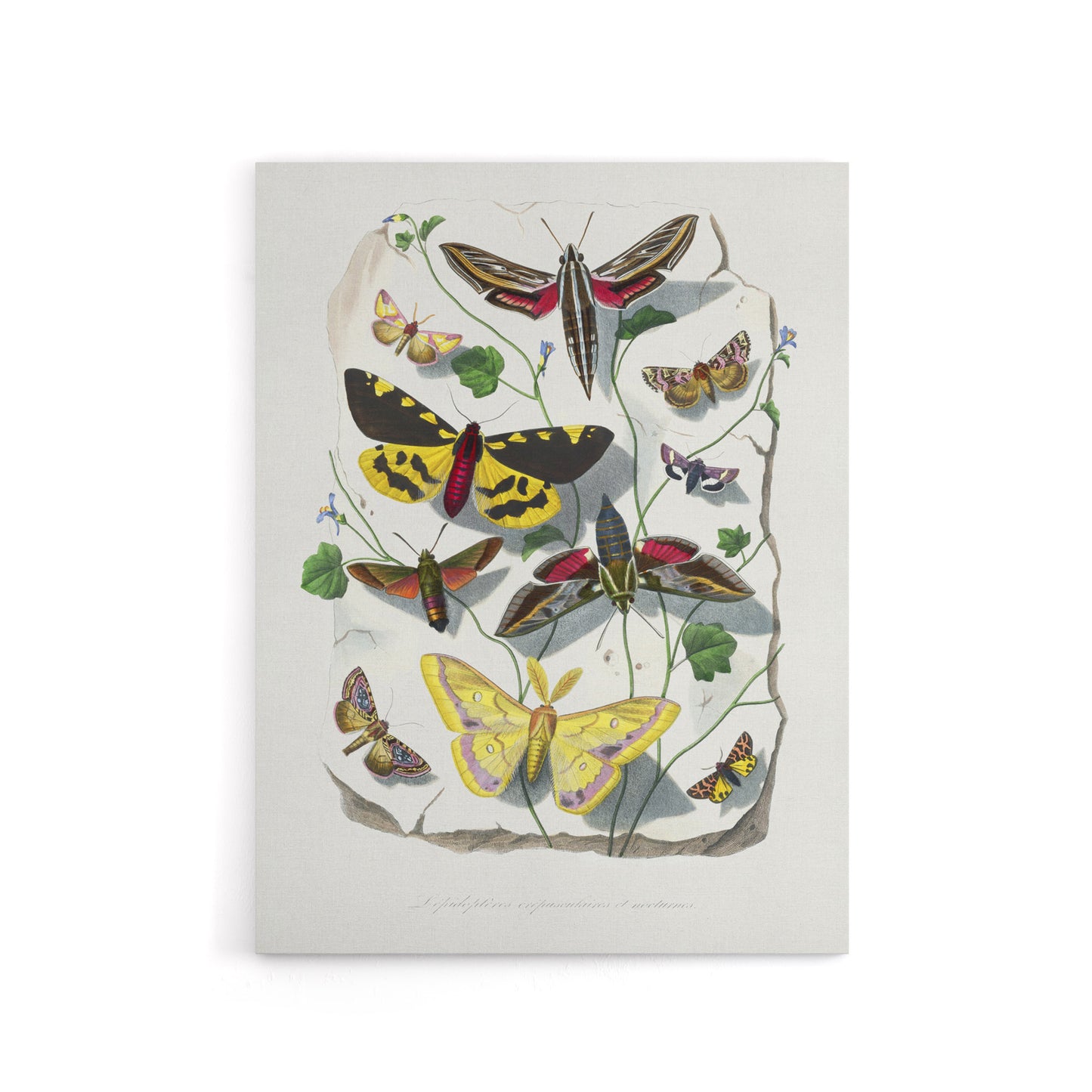 Paul Gervais Butterflies Moths Vintage Illustration Canvas Wall Art Print