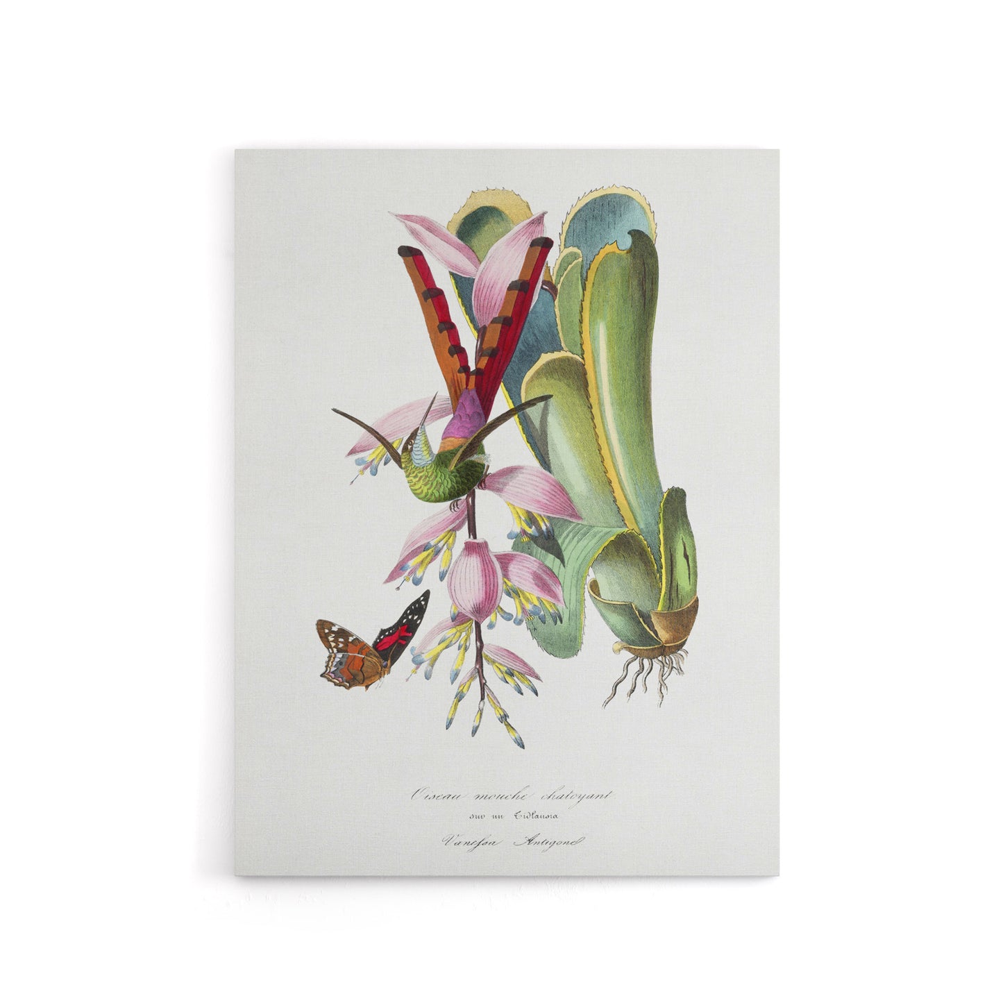 Paul Gervais Hummingbird Butterfly and Flower Canvas Wall Art Print