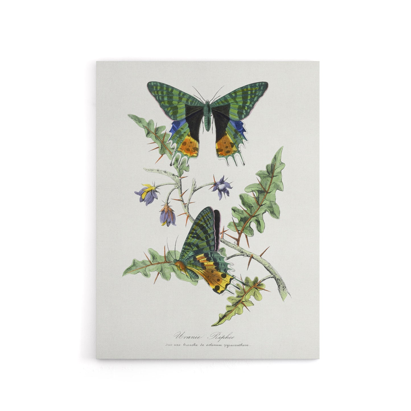 Paul Gervais Madagascan Sunset Moth and Flowers Canvas Wall Art Print