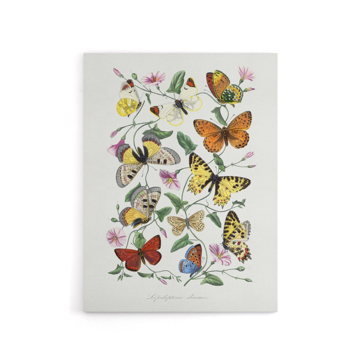 Paul Gervais Moths Butterflies and Morning Glory Canvas Wall Art Print