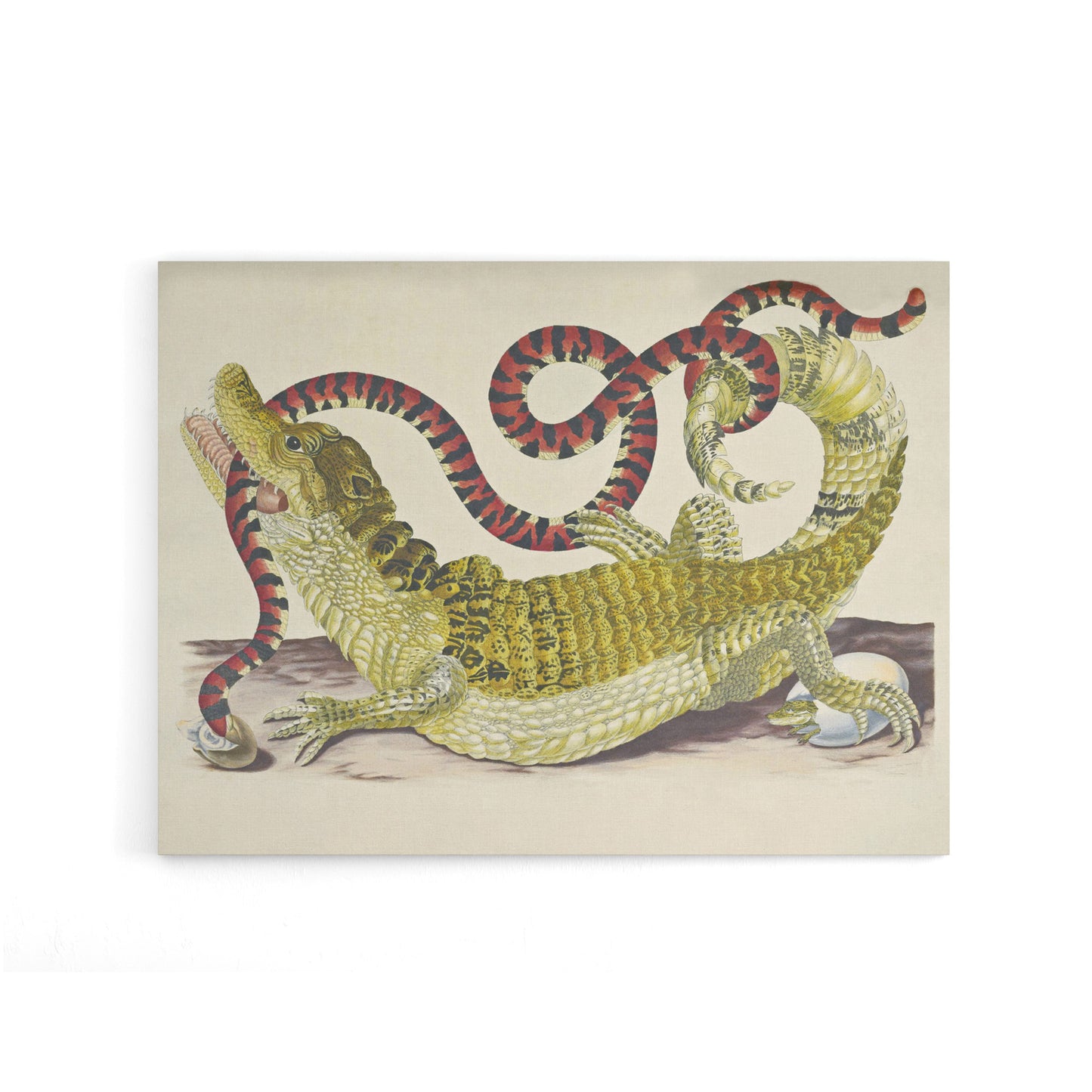 Merian Alligator Crocodile Snake Canvas Wall Art Print