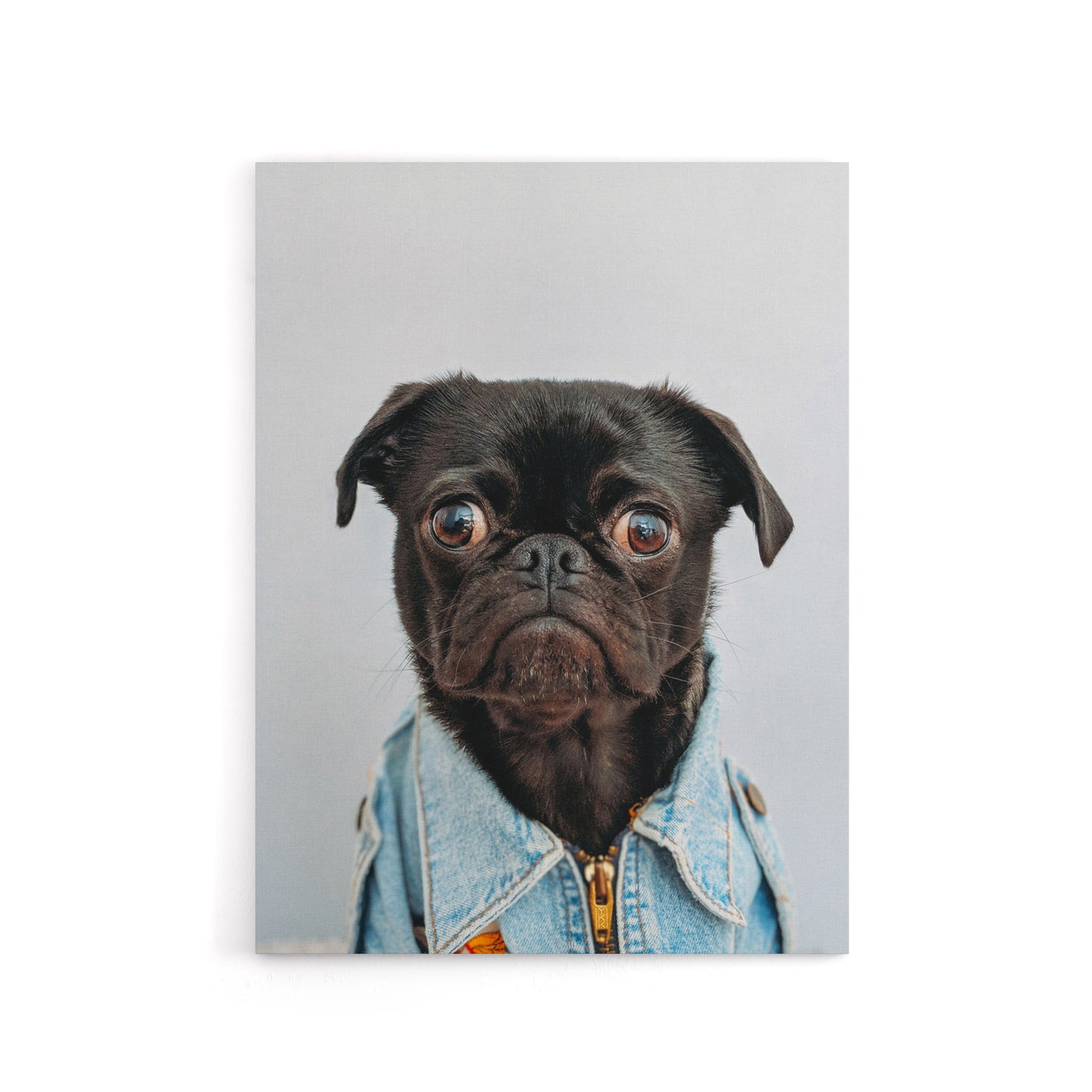 Deluvio Pug Puppy Dog In Jacket Canvas Wall Art Print