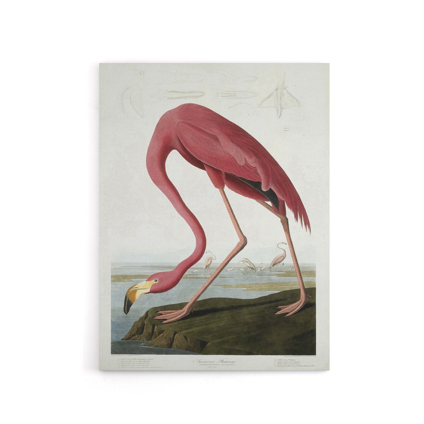 Audubon American Flamingo in Coastal Landscape Canvas Wall Art Print