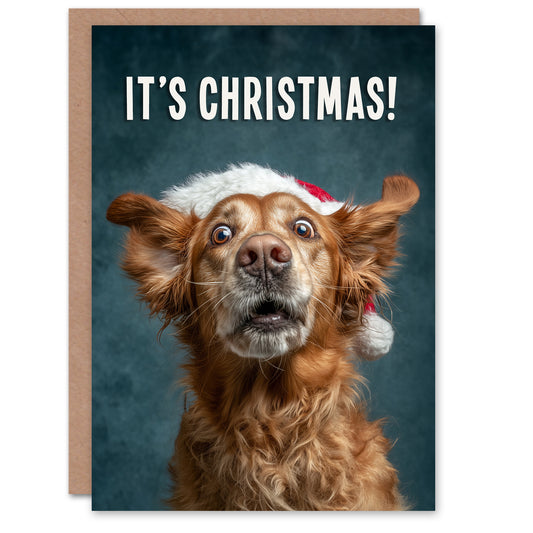 Christmas Card Golden Retriever in Santa Hat Photograph Funny