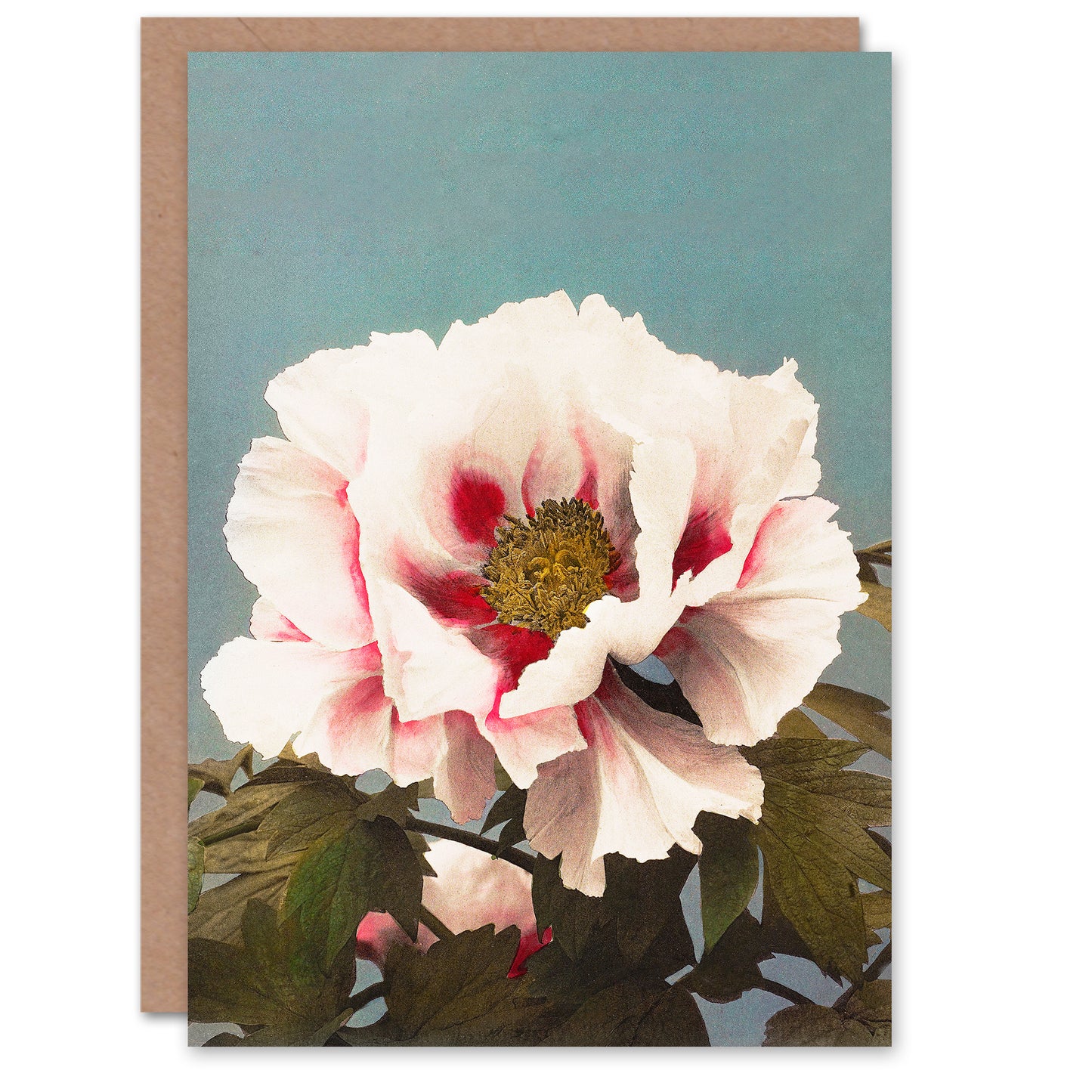Ogawa Kazumasa Tree Peony Floral Japanese Greetings Card