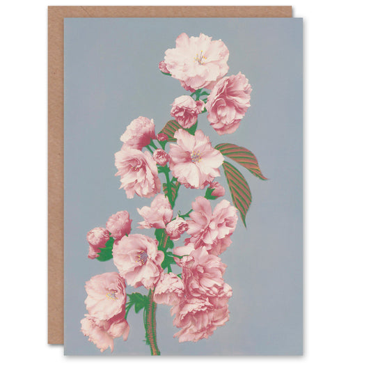 Ogawa Kazumasa Japanese Cherry Blossom Flower Bloom Greetings Card