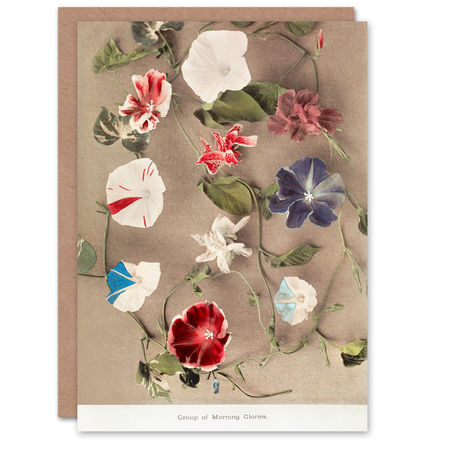 Ogawa Kazumasa Japanese Group Of Morning Glories Greetings Card