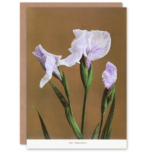 Ogawa Kazumasa Japanese Water Iris Flowers Greetings Card