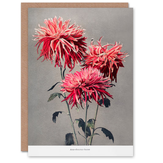 Ogawa Kazumasa Japanese Pink Chrysanthemum Flowers Greetings Card