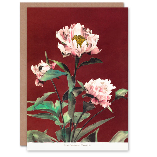 Ogawa Kazumasa Japanese Pink Herbaceous Peony Flower Greetings Card
