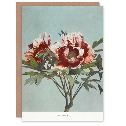 Ogawa Kazumasa Japanese Tree Peonies Pink Flower Blooms Greetings Card