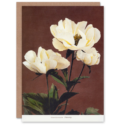 Ogawa Kazumasa Japanese White Herbaceous Peony Flowers Greetings Card