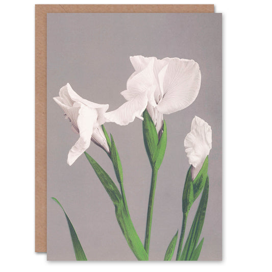Ogawa Kazumasa Japanese White Irises Blooming Flowers Greetings Card