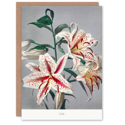 Ogawa Kazumasa Japanese White Pink Spotted Lilly Flowers Greetings Card