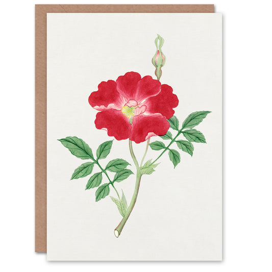 Vintage Japanese Botanical Red Flower Greetings Card