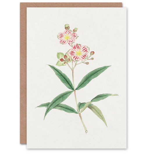 Vintage Japanese Botanical Red White Blossoms Greetings Card