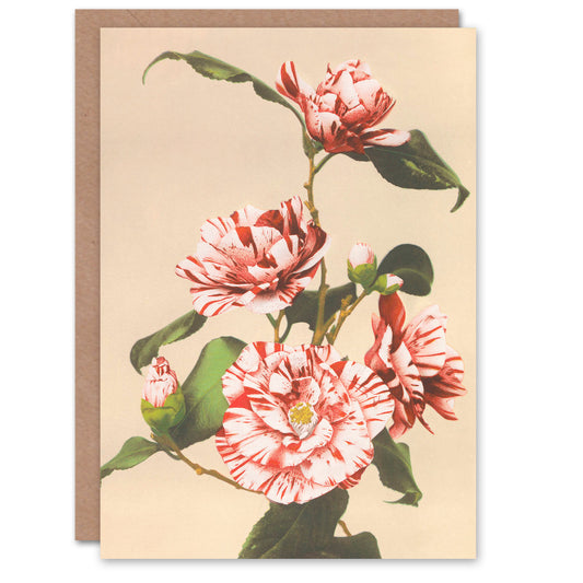 Ogawa Kazumasa Striped Camellias Vintage Japanese Greetings Card