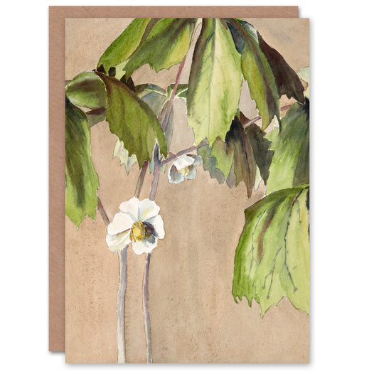 Hannah Borger Overbeck May Apple Flower Watercolour Greetings Card