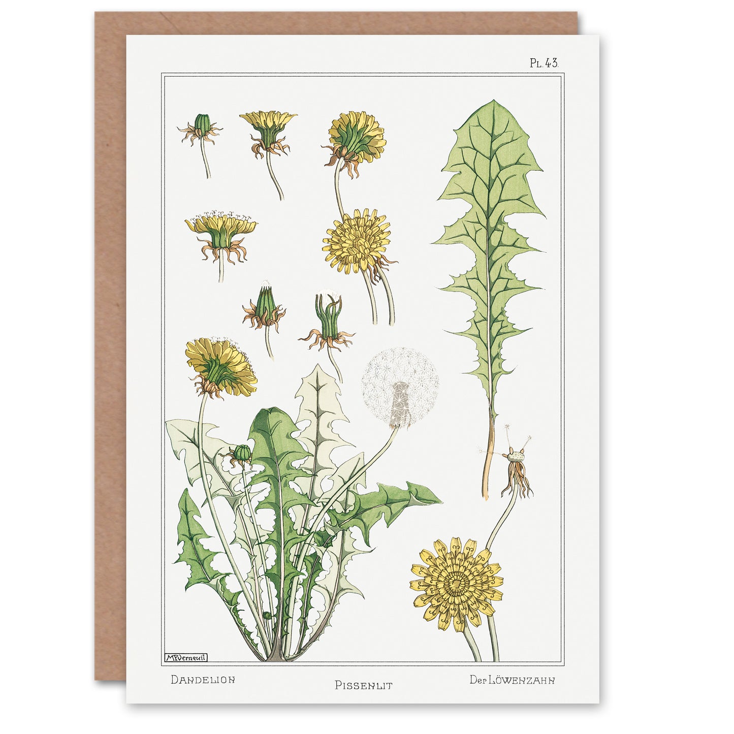 Maurice Pillard Verneuil Dandelion Flower Plant Greetings Card