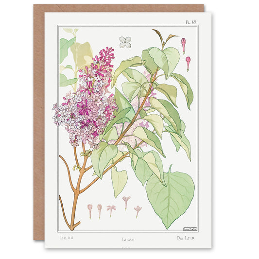 Maurice Pillard Verneuil Lilac Flower Plant Greetings Card