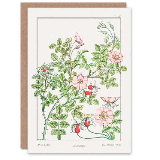 Maurice Pillard Verneuil Wild Rose Flower Greetings Card