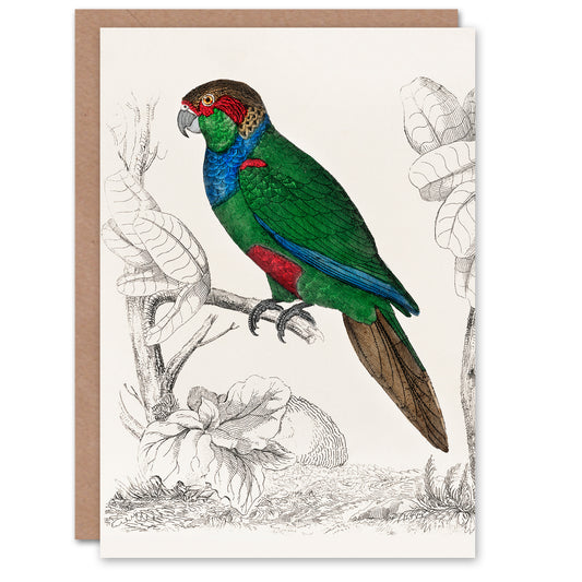 Oliver Goldsmith Parakeet Parrot Bird Drawing Greetings Card
