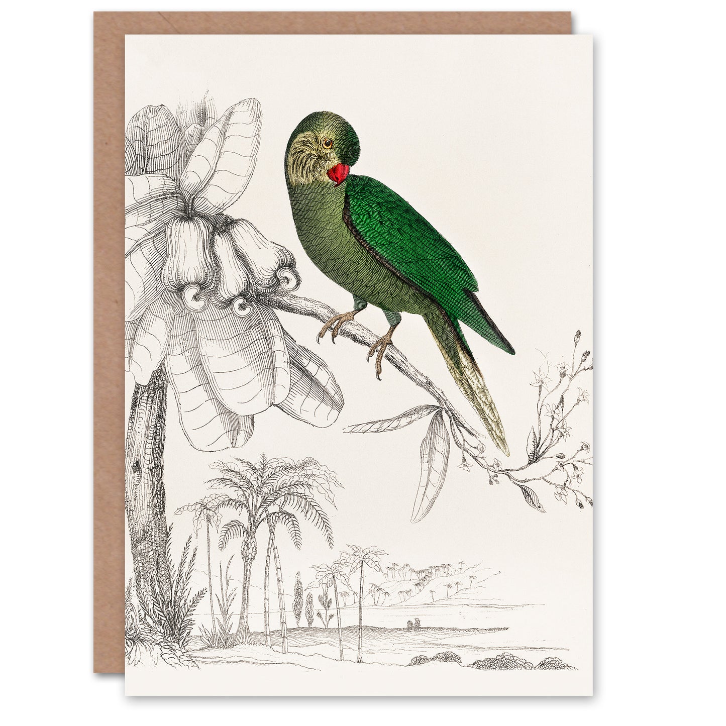 Oliver Goldsmith Green Parakeet Parrot Drawing Greetings Card